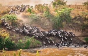 Kenya Masai Mara Samburu Sweetwaters Nakuru NaivashaMasai Mara