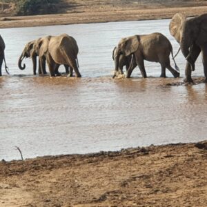 kenya budget safaris to Samburu