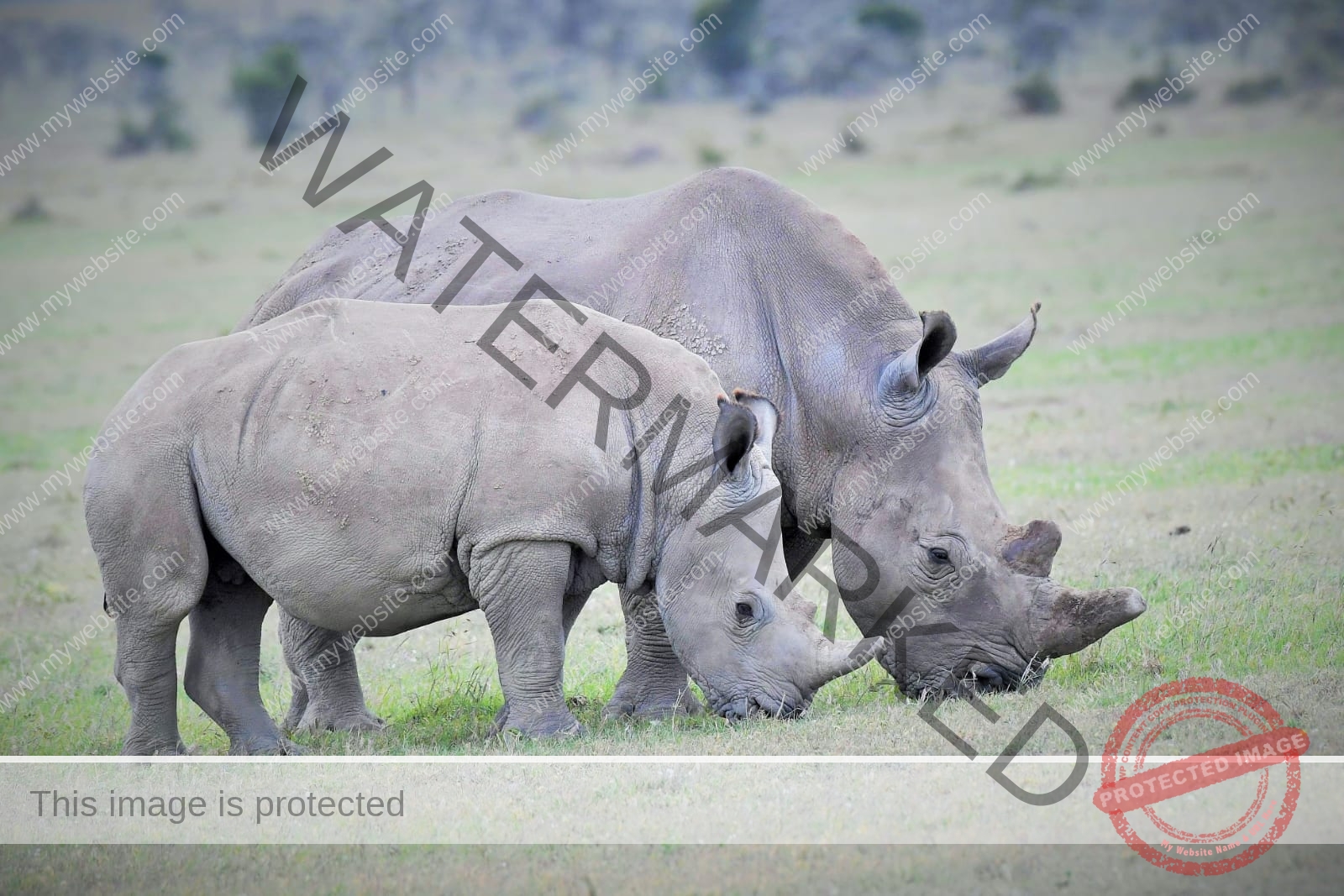 Read more about the article Lake Nakuru Masai Mara 4 Day Safari