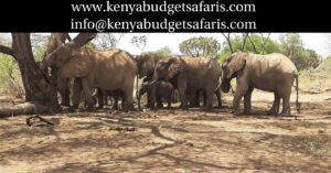 Kenya Masai Mara Budget Camping April 2023 by 4 x 4 Jeep 3 days