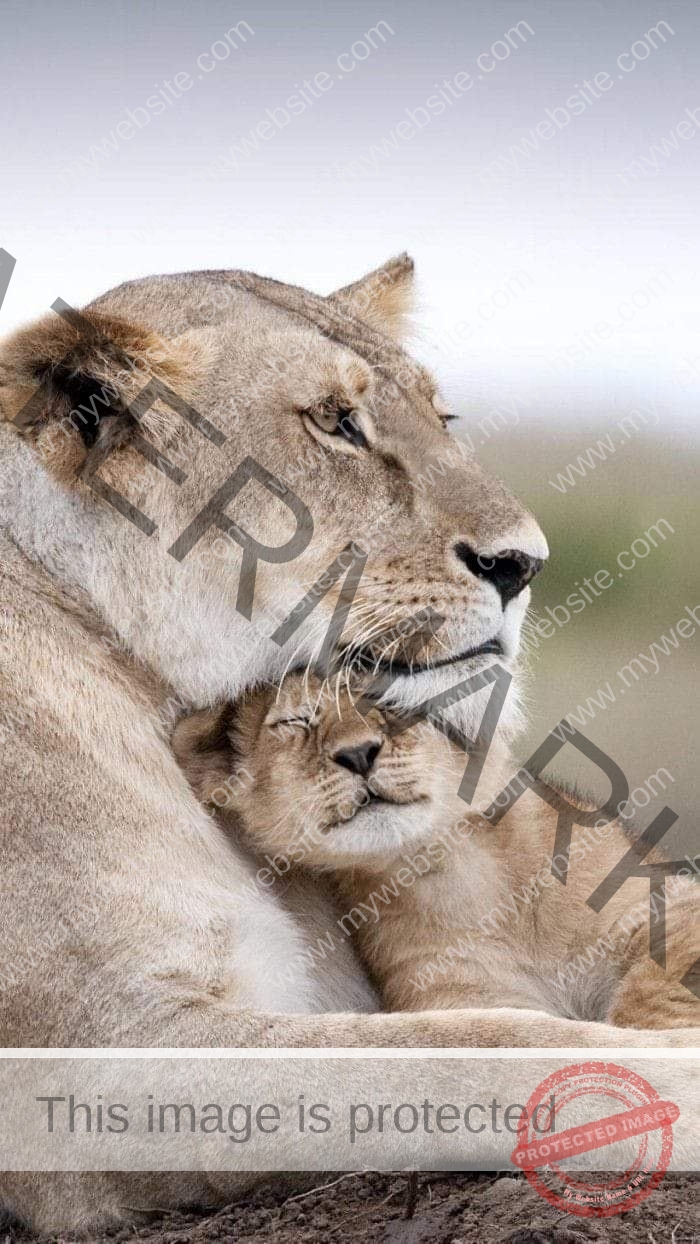 Read more about the article 6 Days Masai Mara Nakuru Amboseli