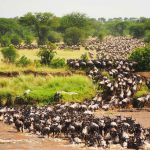 3 Days Masai Mara Camping Safari