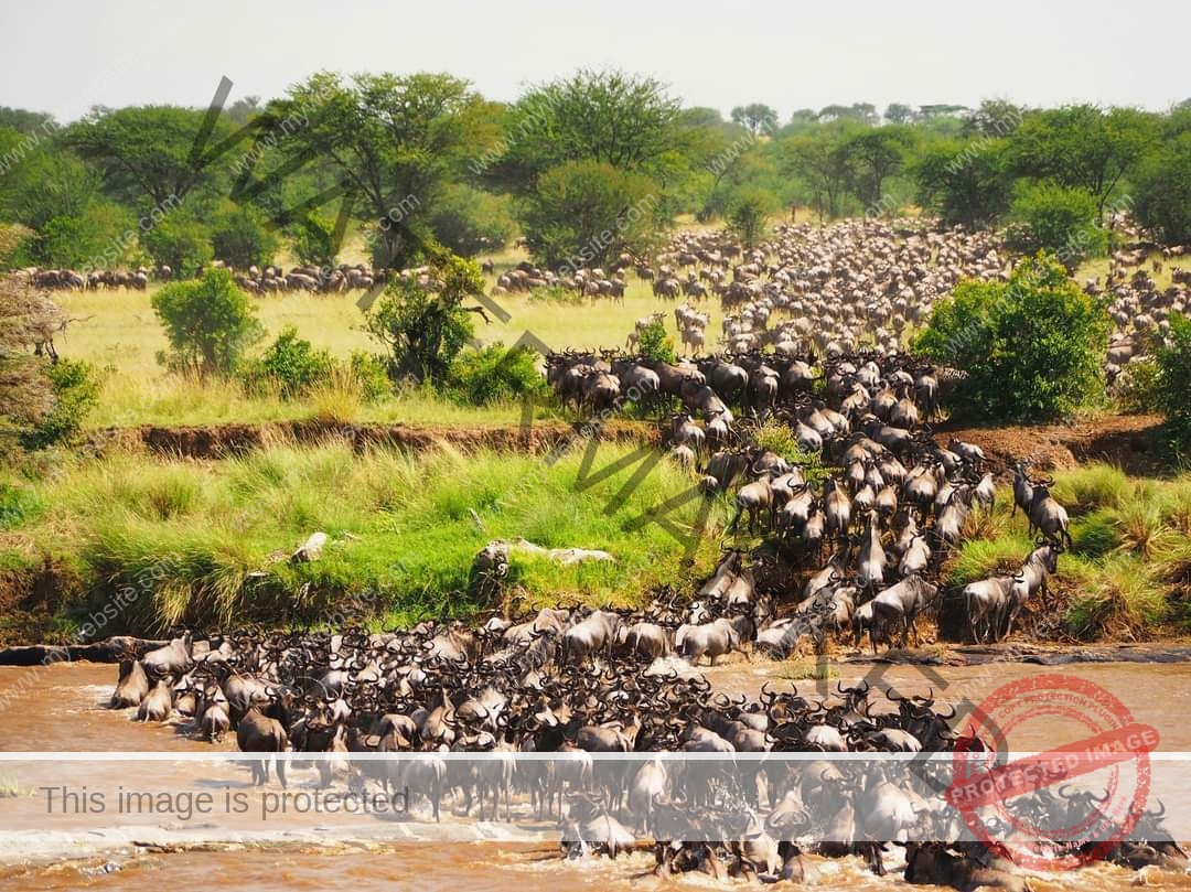 Read more about the article Wildebeest Migration Safaris 2025