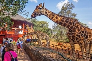 Read more about the article Kenya Safari Packages